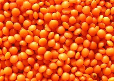 Red Lentils Whole