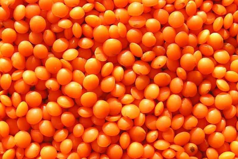 Red Lentils Whole