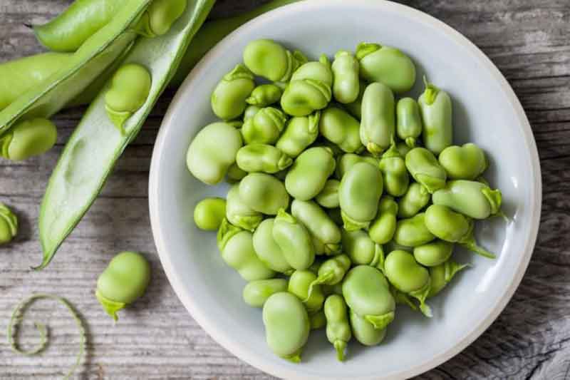 Broad Bean