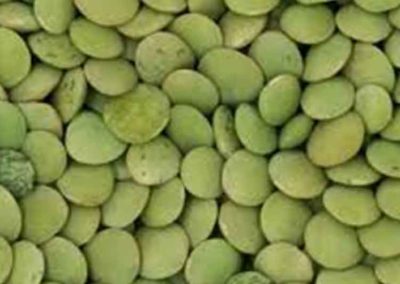 Green Lentils Eston