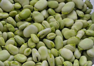 Faba Bean
