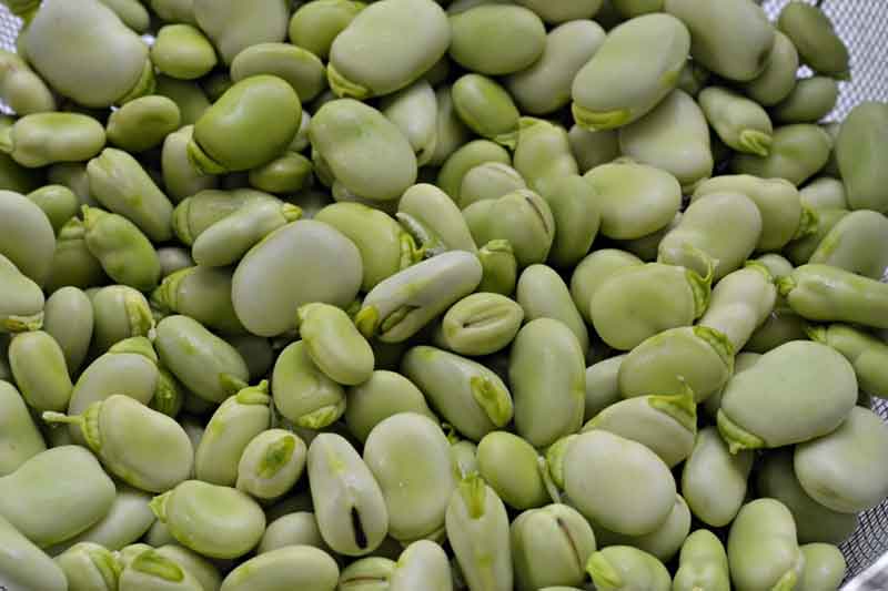 Faba Bean
