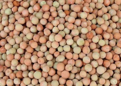 Field Peas 1
