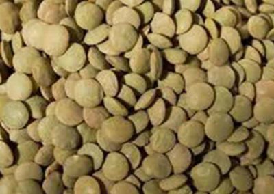 Green Lentils Laird