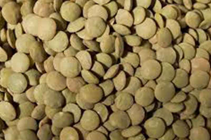 Green Lentils Laird