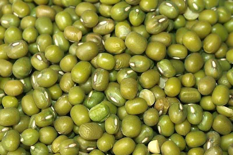 Mung Bean