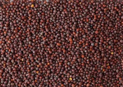 Mustard Seed