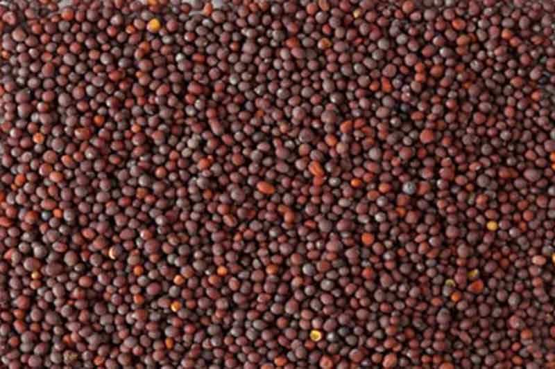 Mustard Seed