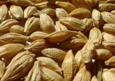 Barley Bran