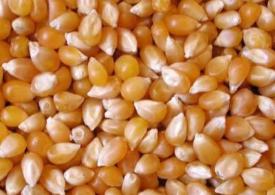 Prime Maize