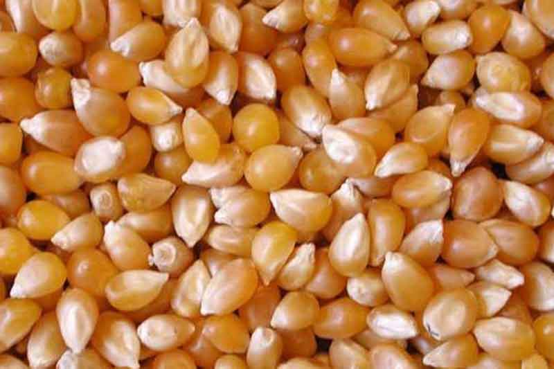 Prime Maize