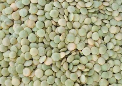 Green Lentils Richlea