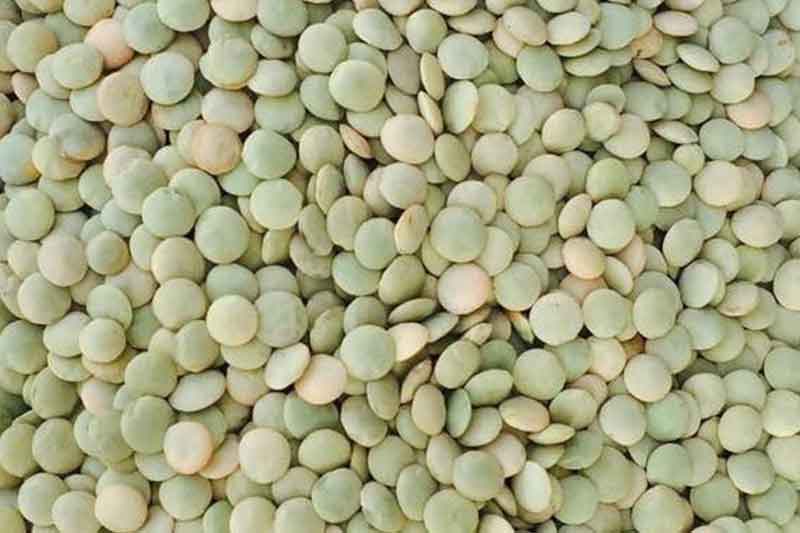 Green Lentils Richlea